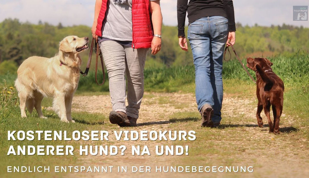Entspannte Hundebegegnungen – kostenloser Videokurs
