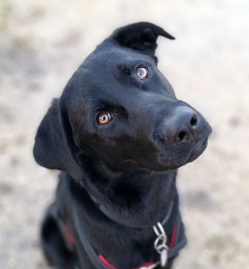 Hundeblick Labrador-Schäferhund-Mischling Hundetraining
