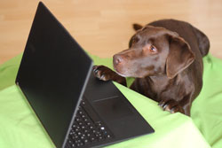 Hundetraining Online