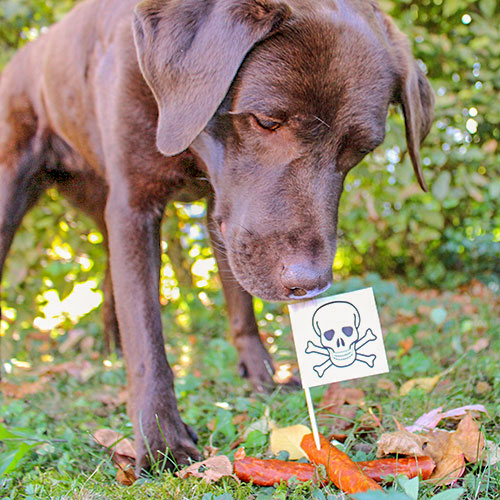 Chrissy Zeh meintraumhund.de Hundetrainerin mit Labrador Mayla und Cleo