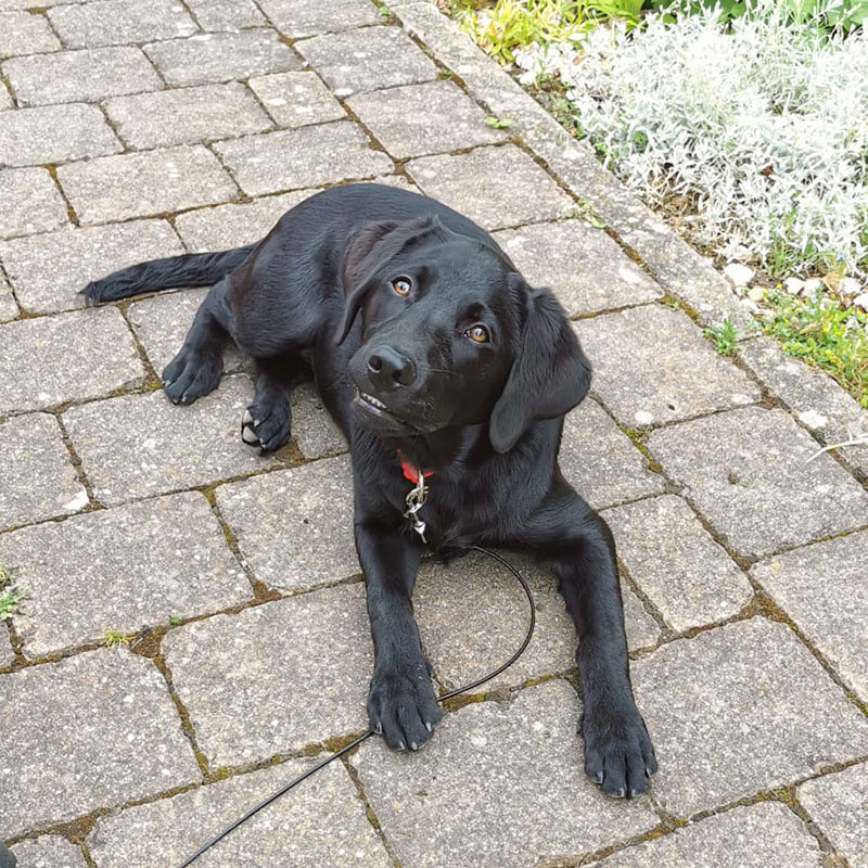 Labrador-Welpe Lexi beim Welpentraining