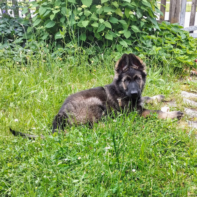 Schäferhund Welpe Fuchur beim Welpentraining