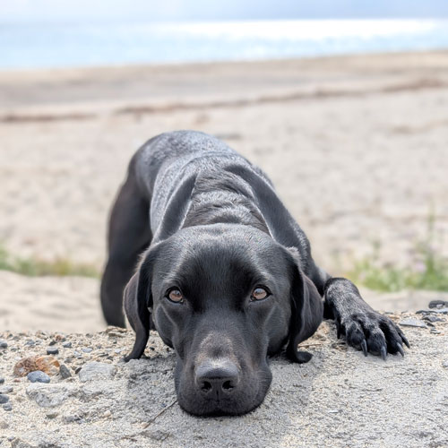 Chrissy Zeh meintraumhund.de Hundetrainerin mit Labrador Mayla und Cleo