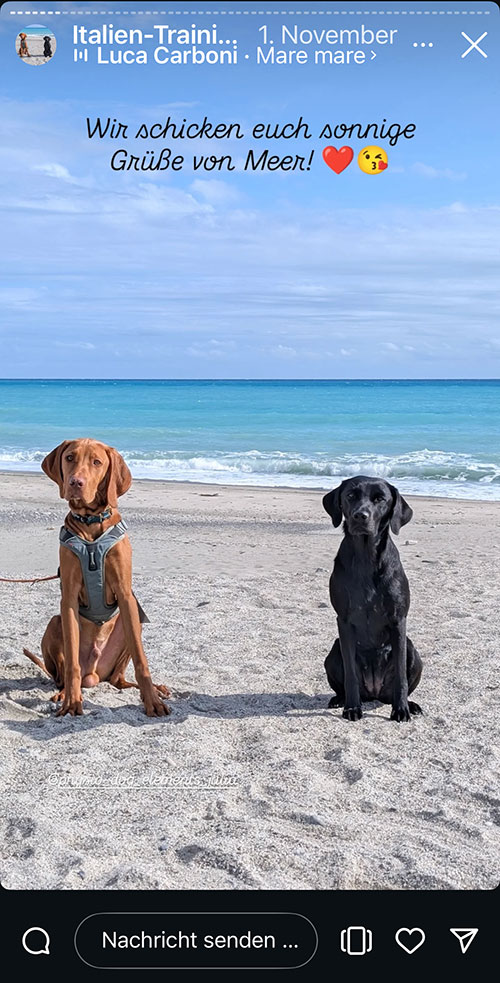 Story meintraumhund auf Instagram